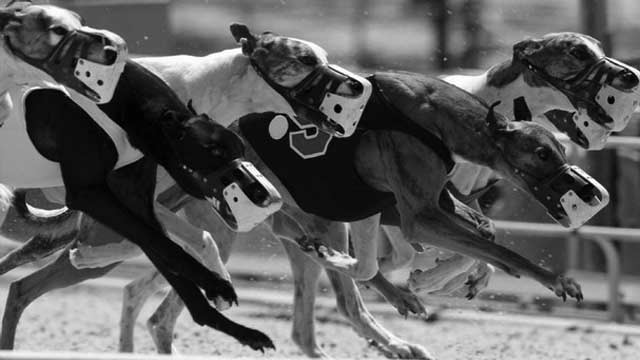 Dog Race Betting Online