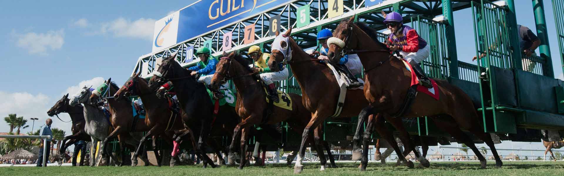Holy Bull Stakes Entries and Betting Odds