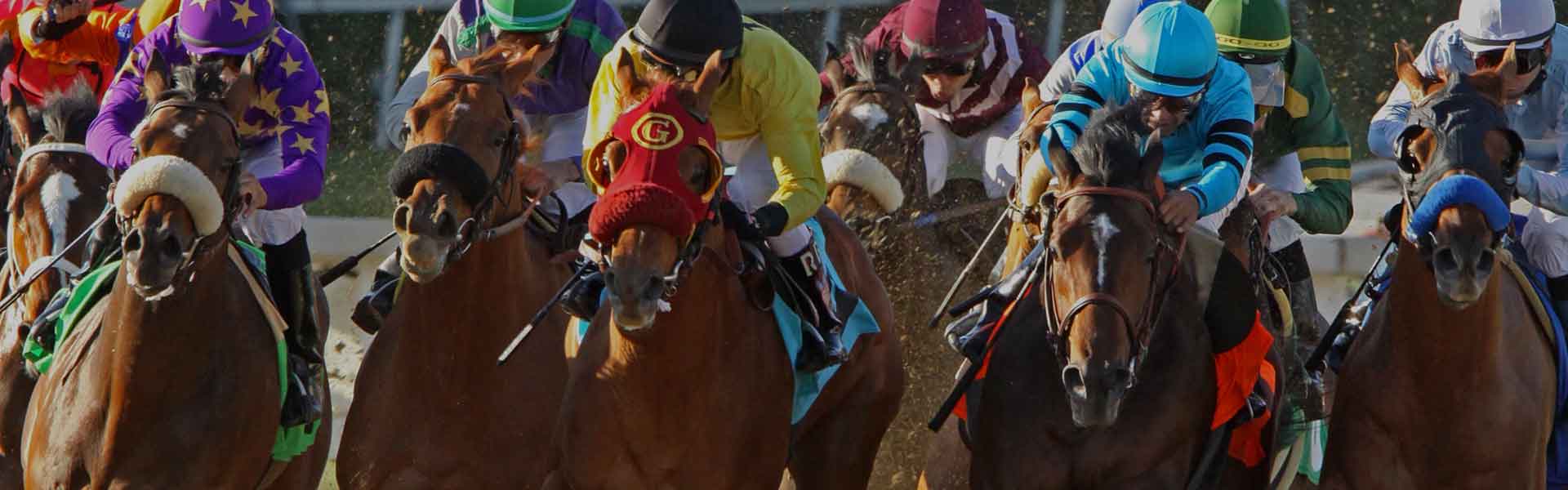 Bet Preakness Stakes
