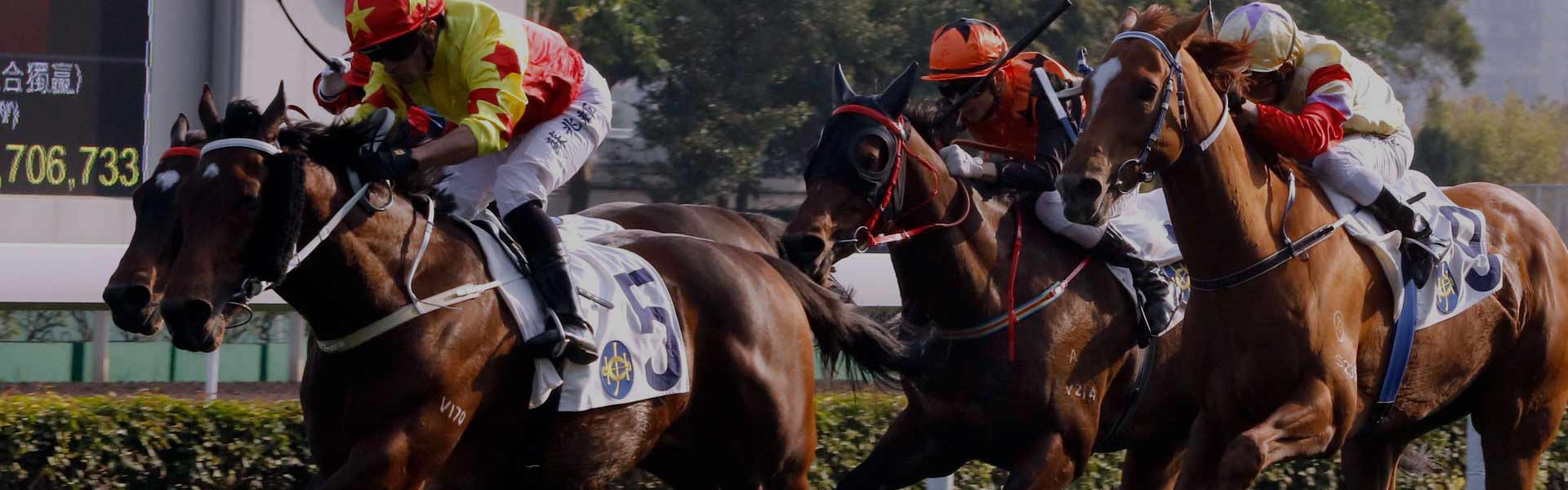 Bet Hong Kong Horse Racing