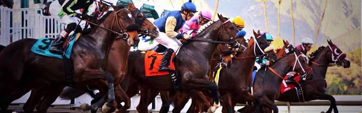 Horse Betting Online