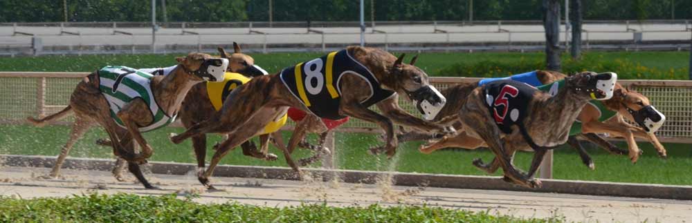 20+ Greyhound results central park best pedictions