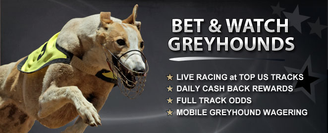 Greyhound Racing Betting Online